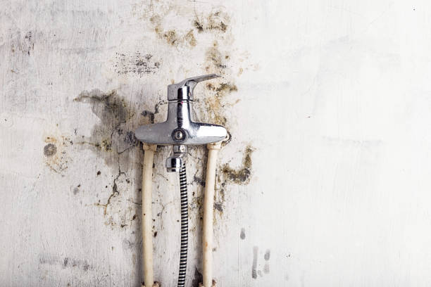 Best Industrial Mold Remediation in Irwindale, CA