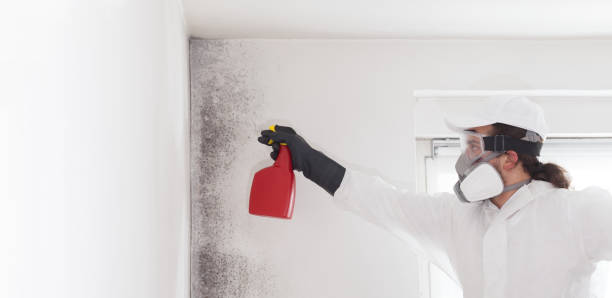 Best Preventive Mold Services in Irwindale, CA