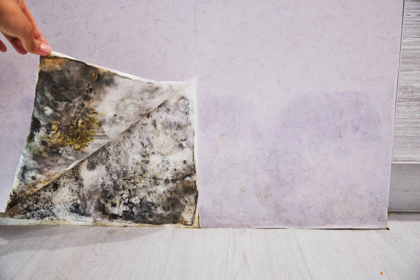 Best Localized Mold Remediation (e.g., coastal areas, humid climates) in Irwindale, CA